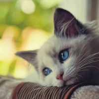 Avatar của Vũ Minh Nguyệt